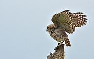 01 Burrowing Owl (Athene cunicularia)